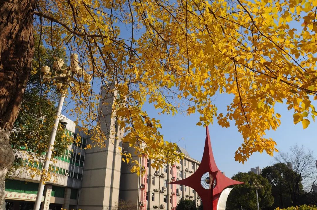 金平县星辰实验学校 (1).jpeg